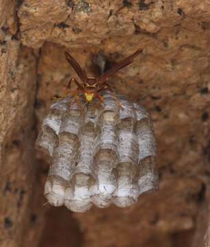 Polistes palmarum Bequard 1936的圖片