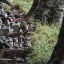 Image of Formosan yellow-throated marten