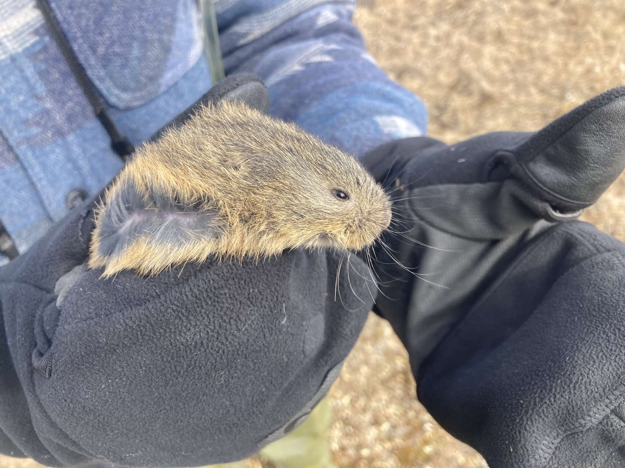 Image of Brown Lemming