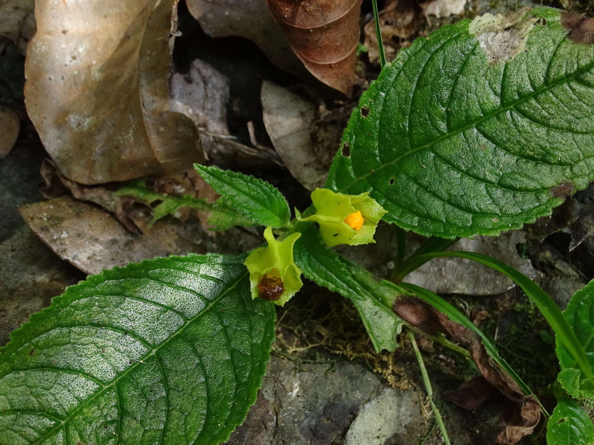 Image of Chrysothemis friedrichsthaliana (Hanst.) H. E. Moore