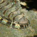 Sivun Sypharochiton sinclairi (Gray 1843) kuva