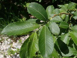 Image of Salix appendiculata Vill.