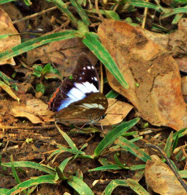 Sivun Charaxes ethalion Boisduval 1847 kuva