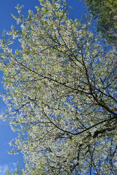 Imagem de Prunus spachiana (Lavallee ex H. Otto) Kitamura