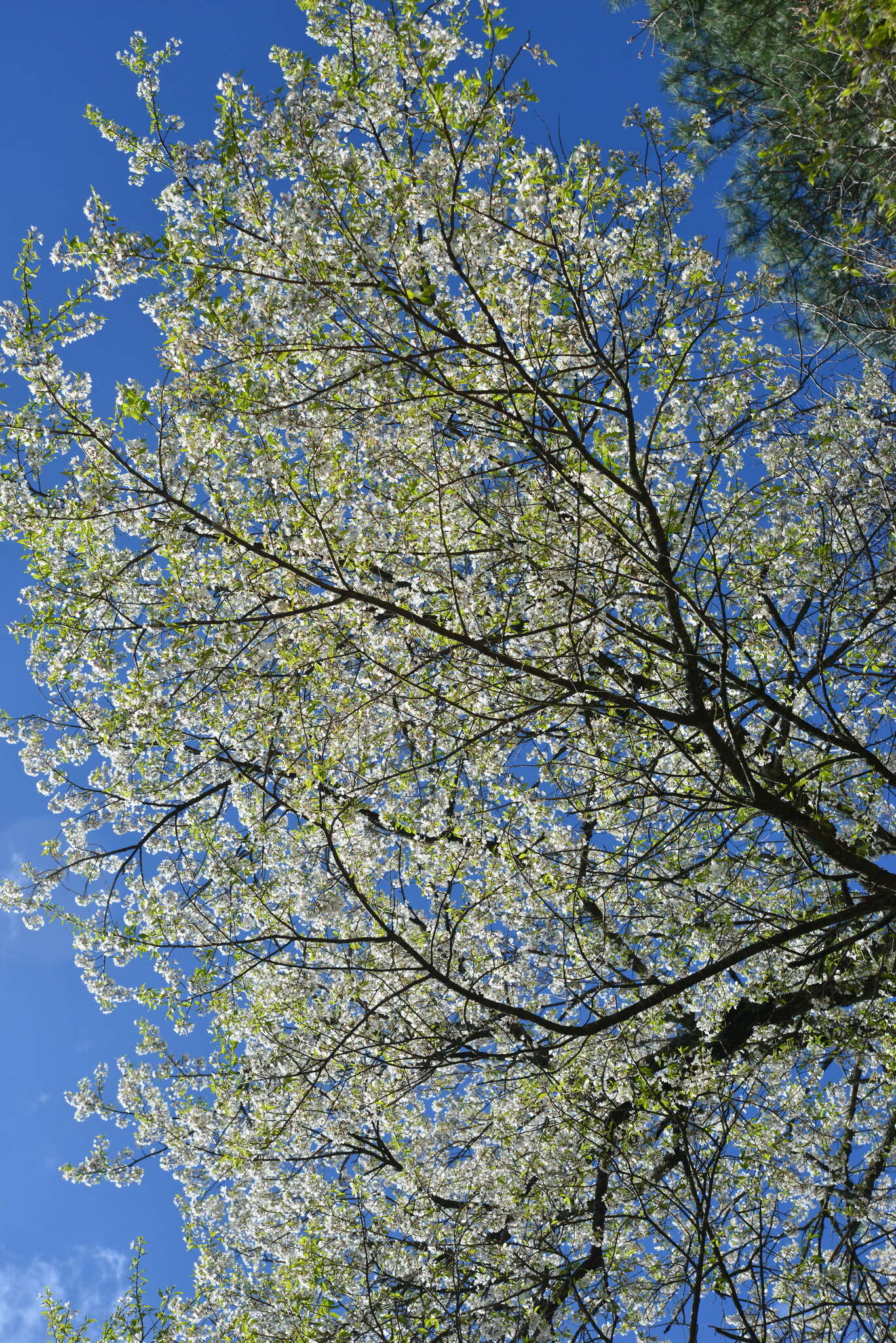 Imagem de Prunus spachiana (Lavallee ex H. Otto) Kitamura