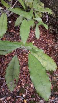 Olearia rani (A. Cunn.) Druce resmi