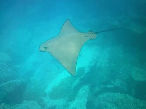 Image of Golden Cownose Ray