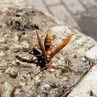 Image of <i>Polistes <i>carnifex</i></i> carnifex