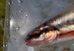 Image of Duskystripe shiner