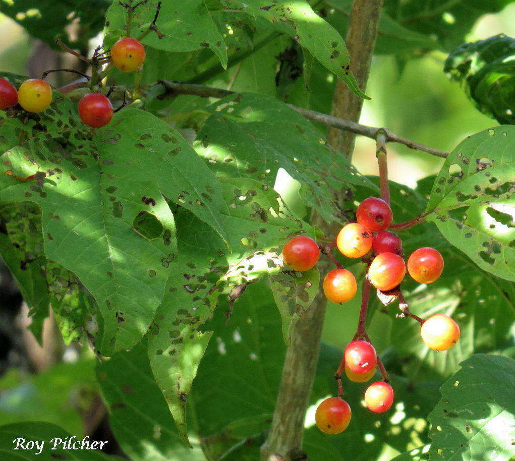 Imagem de Viburnum opulus var. americanum (P. Mill.) Ait.