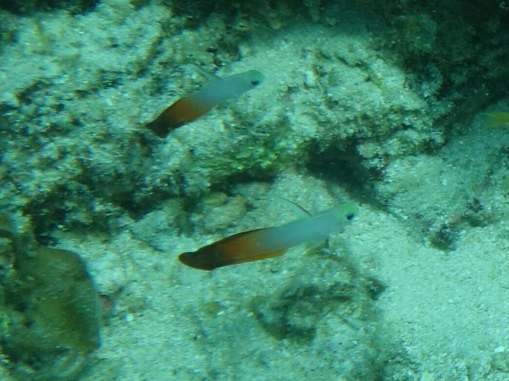 Image of Fire Dartfish