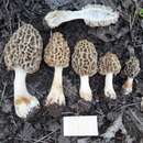 Image de Morchella palazonii Clowez & L. Romero 2015