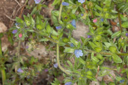 Image of Echium parviflorum Moench