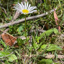 Image de Brachyscome decipiens Hook. fil.