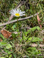 Image of Brachyscome decipiens Hook. fil.