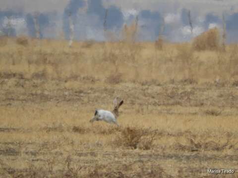 Image of White-sided Jackrabbit