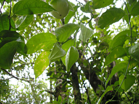 Imagem de Passiflora brevifila Killip