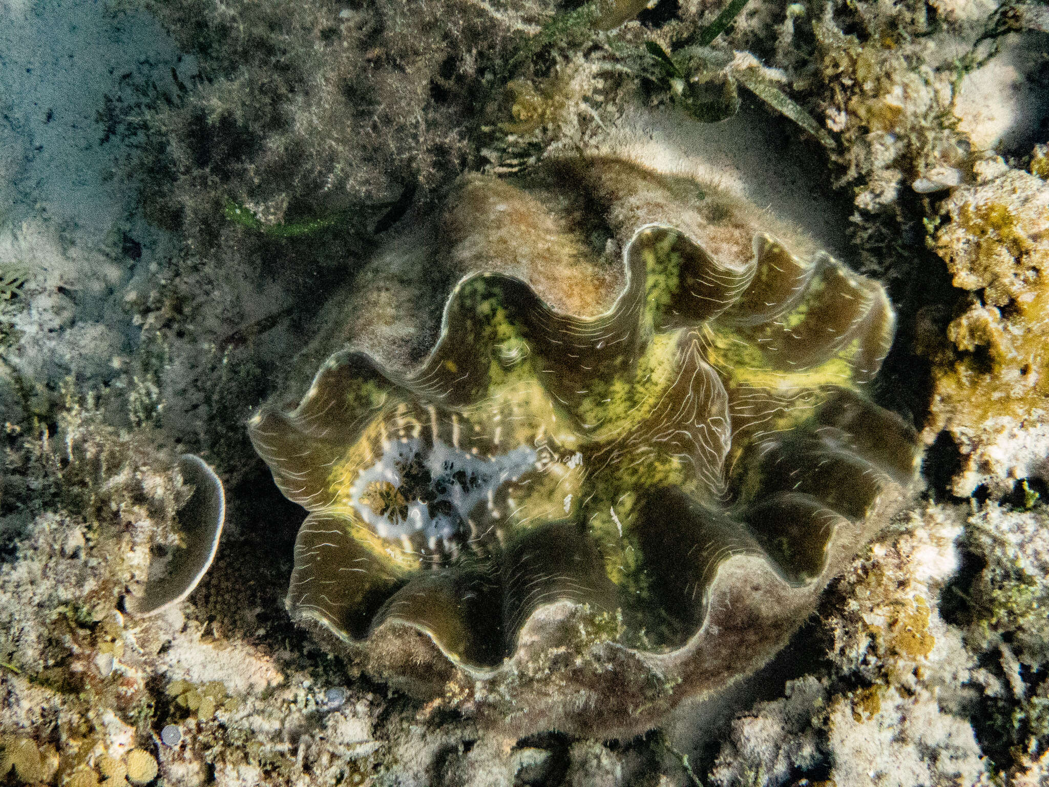 Image of China Clam