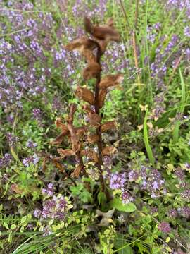 صورة Phelipanche purpurea (Jacq.) Soják