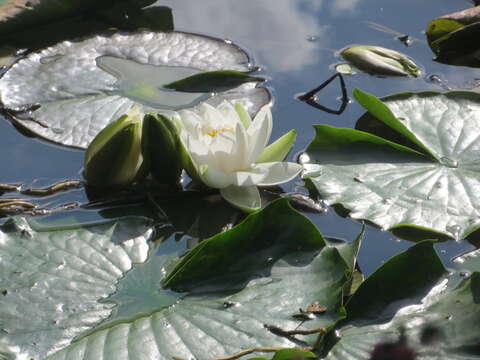 Image of European white waterlily