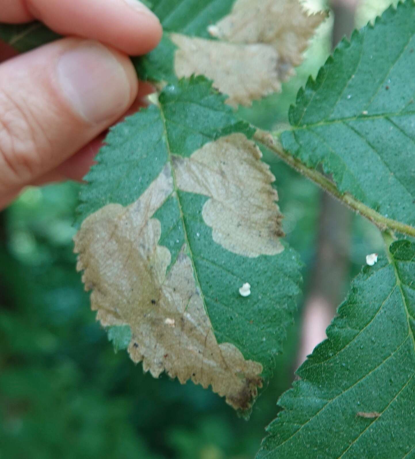 Image of Elm leafminer