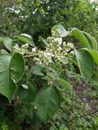 Image de Rubus urticifolius Poir.