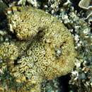 Image of finger coral