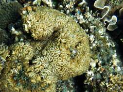 Image of finger coral