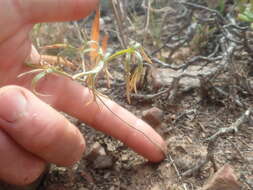 Image of Pelargonium luteolum N. E. Brown