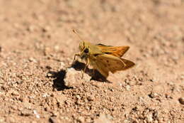 Image of Hylephila signata Blanchard 1852