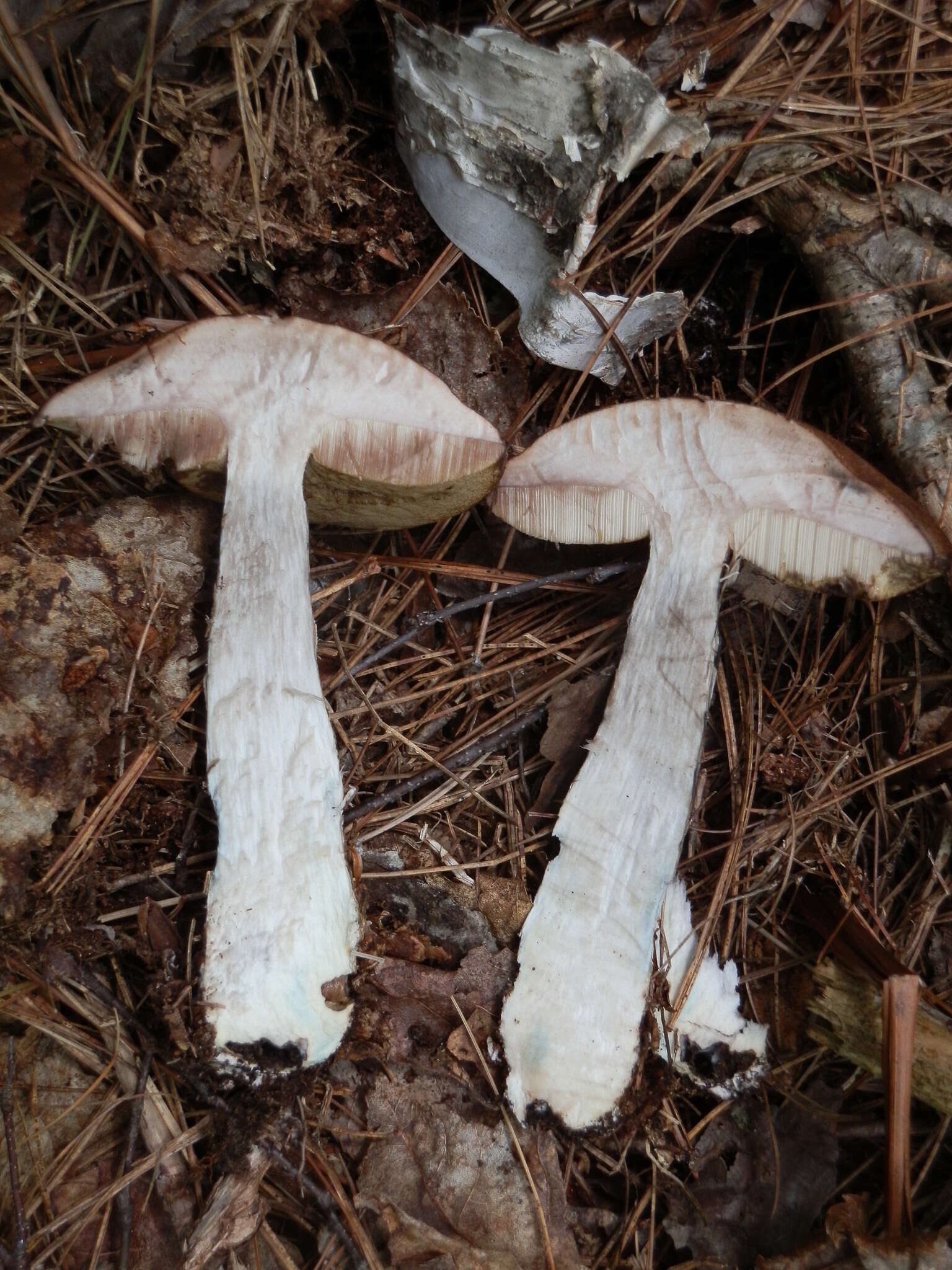 Image of Leccinum snellii A. H. Sm., Thiers & Watling 1967