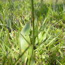 Image of Nueva Galicia tuberose