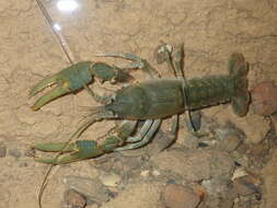 Cambarus tenebrosus Hay 1902的圖片