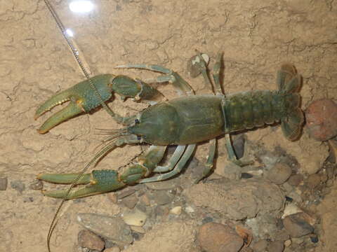 Image of Cambarus tenebrosus Hay 1902