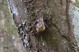 Image of Frosted Sac-winged Bat