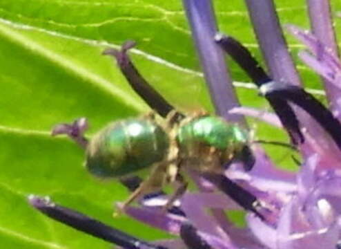 Image of Augochlorella aurata (Smith 1853)