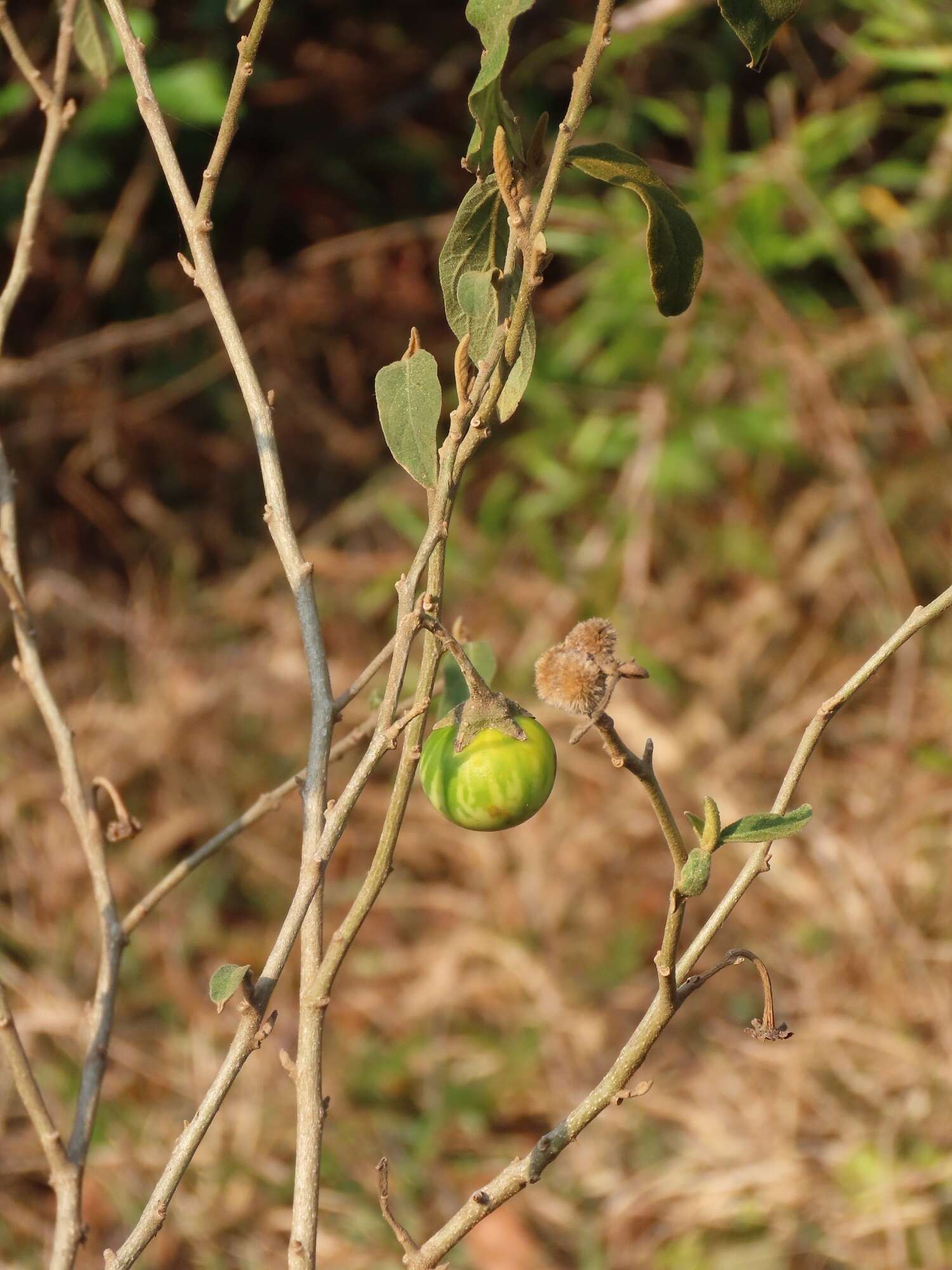 Image de Solanum campylacanthum subsp. campylacanthum