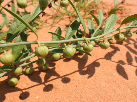 Image de Phyllanthus warnockii G. L. Webster