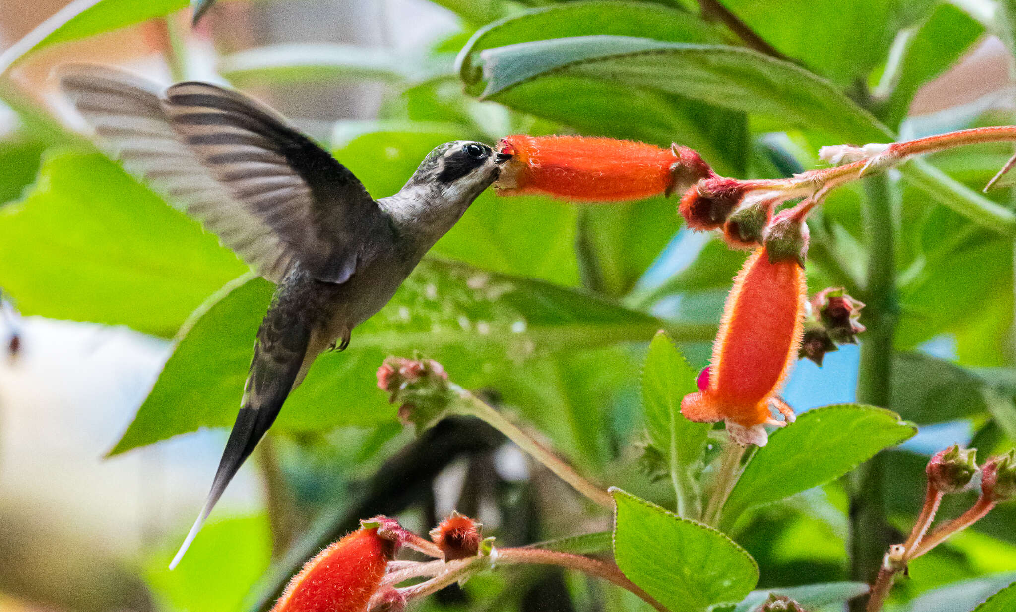 Image of Pale-bellied Hermit