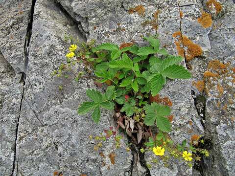 Imagem de Potentilla ancistrifolia Bunge