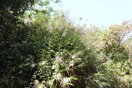 Image of tiger grass