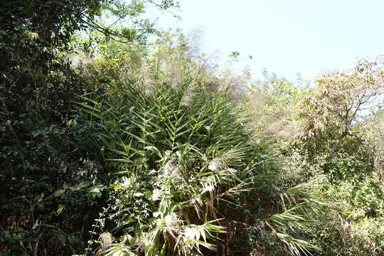 صورة Thysanolaena latifolia (Roxb. ex Hornem.) Honda