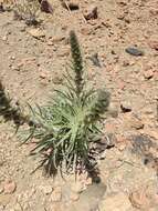 Echium auberianum Webb & Berth. resmi