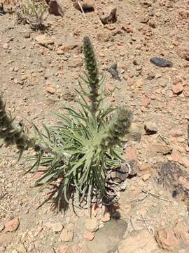 Echium auberianum Webb & Berth. resmi