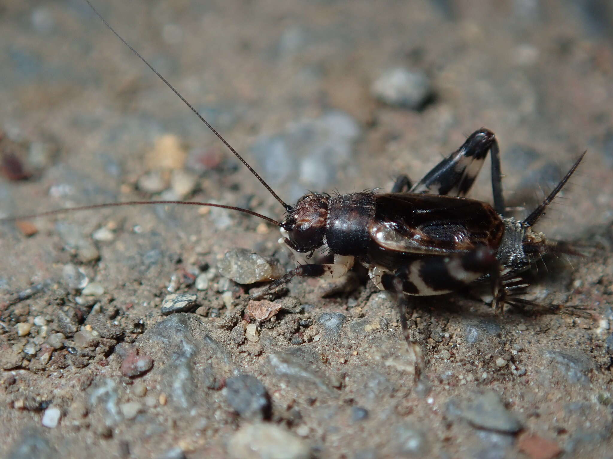 Plancia ëd Dianemobius fascipes nigrofasciatus (Matsumura 1904)