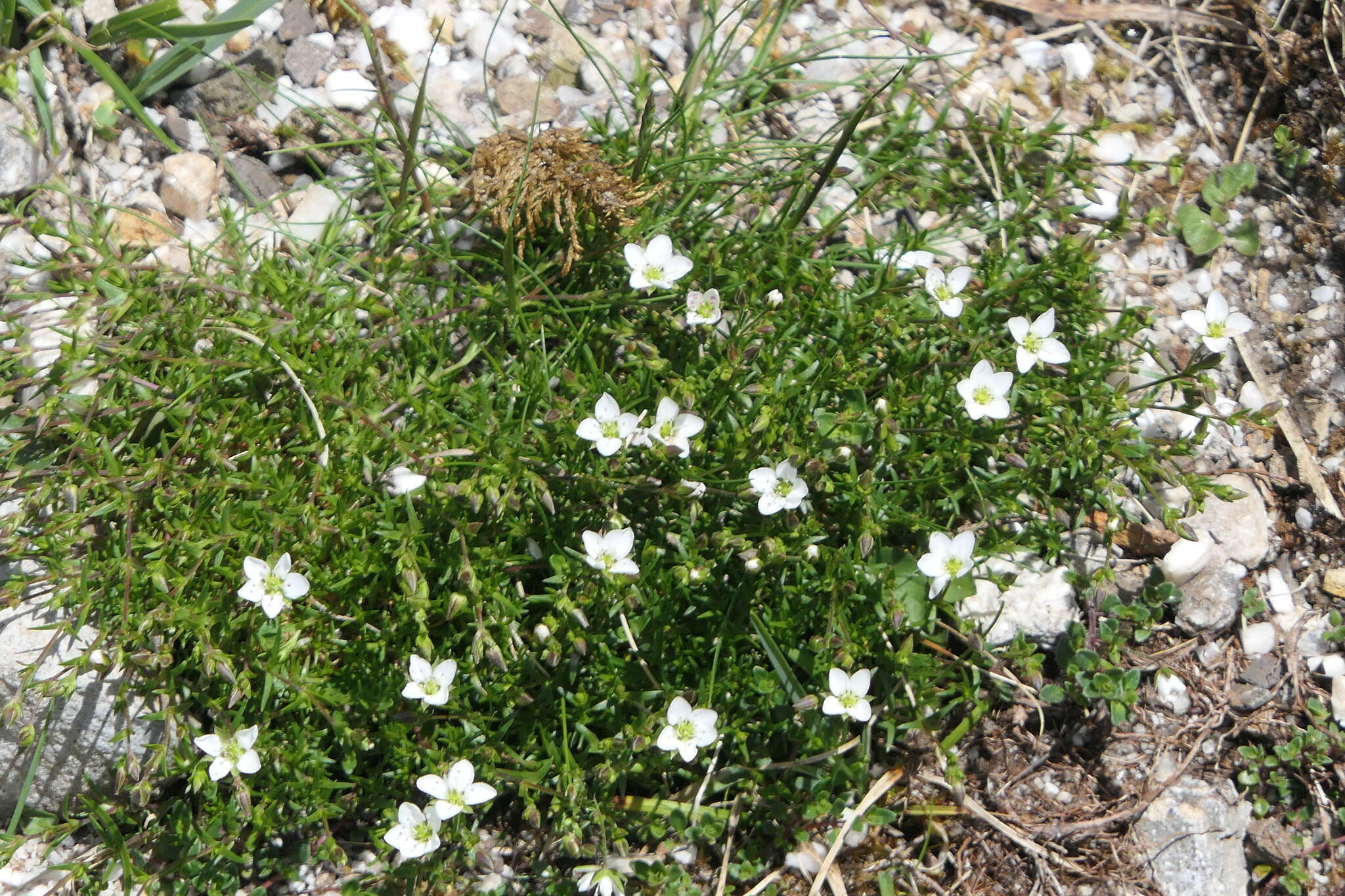 Imagem de Sabulina verna (L.) Rchb.