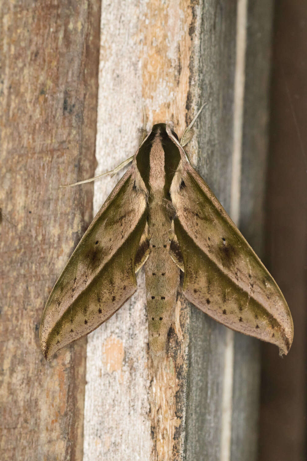 Image of Xylophanes acrus Rothschild & Jordan 1910