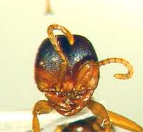 Image of Cheliomyrmex andicola Emery 1894