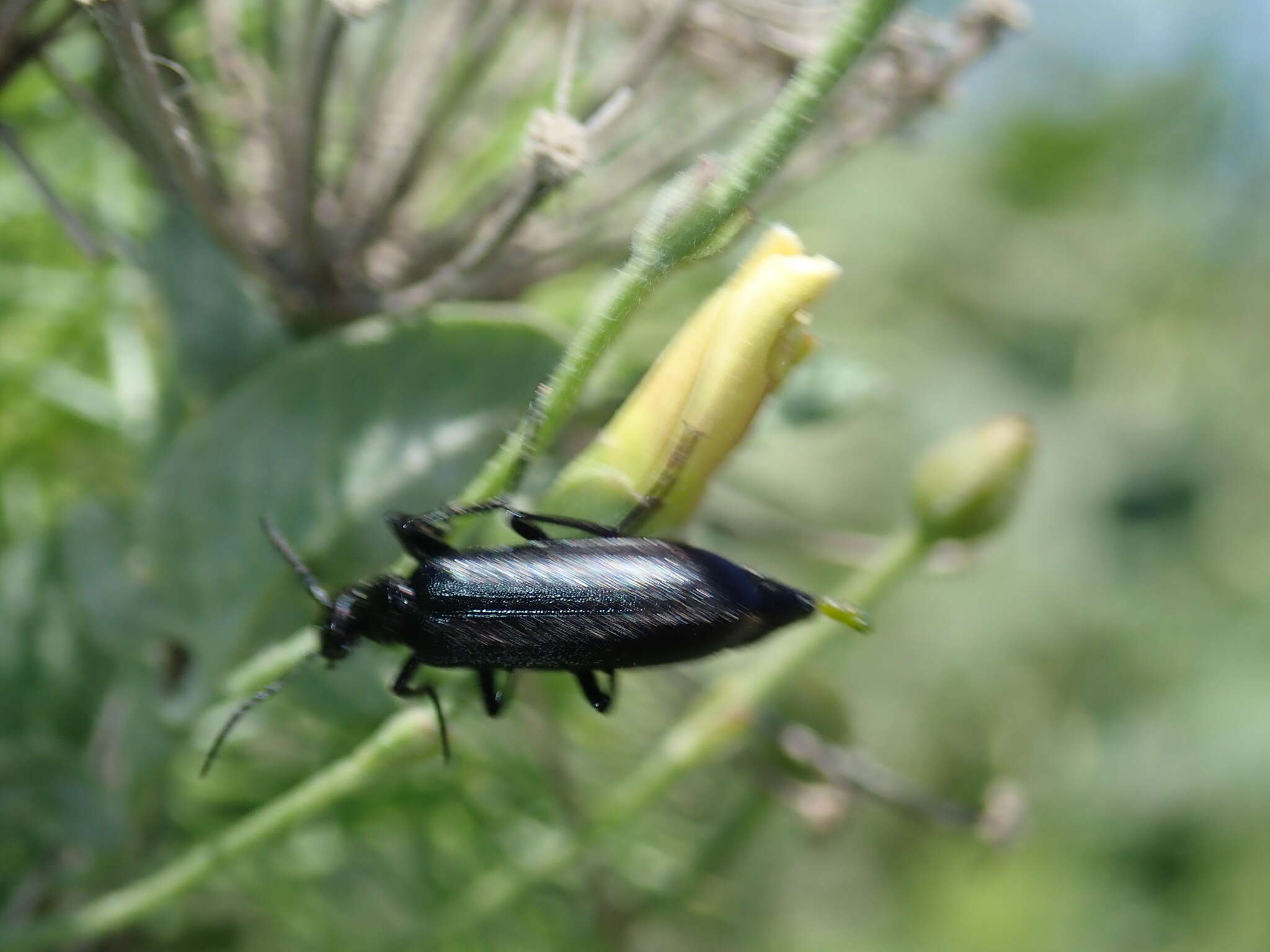 Image of Punctate Blister Beetle