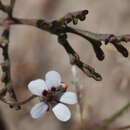 Image of Pelargonium senecioides L'Her.